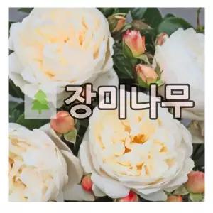 장미나무 묘목 사계 독일장미 섬머 메모리즈 개화주