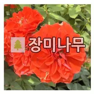 장미나무 묘목 사계덩굴장미 오렌지메이앙