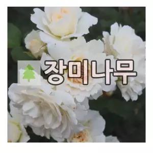 장미나무 묘목 독일장미 사계 페티코드 개화주