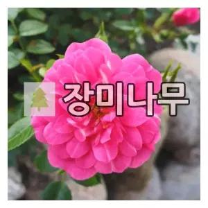 장미나무 묘목 사계 독일장미 크니릅스 개화주