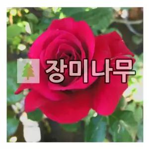 장미나무 묘목 사계덩굴장미 프레지던트생골