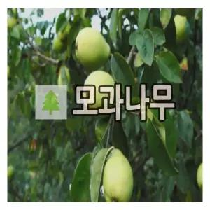 모과나무 묘목 재래모과 접목1년 포트묘 2개