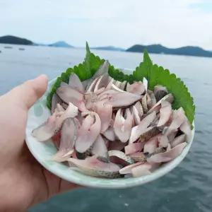 남해안 횟감용전어 세꼬시 1kg 손질후 600g 1박스당 수제쌈장 1개증정