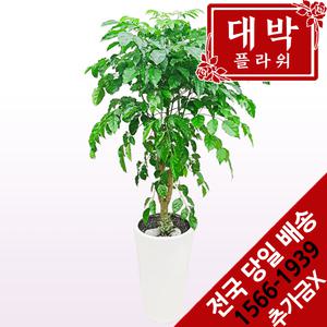 녹보수(대박나무) 개업화분 집들이선물 실내인테리어 관엽식물 축하선물 공기정화식물 전국꽃배달서비스
