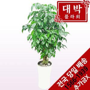 녹보수(대박나무) 개업화분 집들이선물 실내인테리어 관엽식물 축하선물 공기정화식물 전국꽃배달서비스