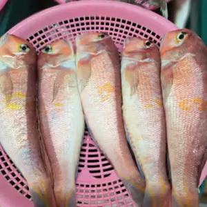 제주 옥돔 자연산 반건조 1kg 선물용 제주최상급 손질 토종옥돔 명절 선물(3-5미)