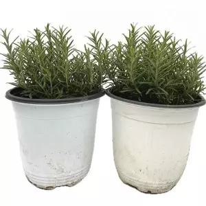 베하몰 실내 식물 1+1 로즈마리 중품 허브 약25cm 재배 키우기 기르기