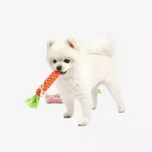 치실토이 당근S(색상랜덤)