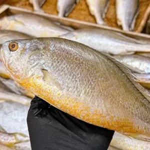 담백하고 고소한 부세조기 1미 (280g/28cm 내외)