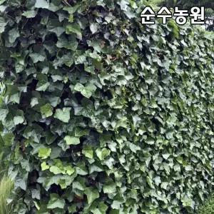 송악 모종 4치포트 3개/전국상록노지월동/야생화/음지식물/덩굴식물