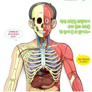 (SA) 인체의 신비 인체전신 입체모형(5인 세트)