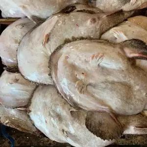 국내산 생물 손질 아귀 3.5kg급 원물 5kg