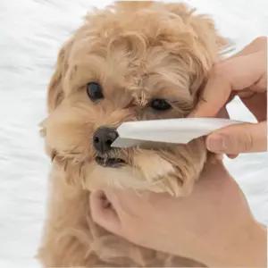 죽은털 제거 애견빗 참빗 눈꼽빗 강아지 고양이 진드기빗