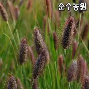 수크렁 모종, 레드버튼 10cm포트 3개/수크령/그라스/다년초/가을꽃