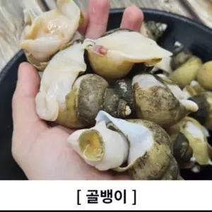 국산 골뱅이 생물 3kg 제철음식