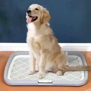 강아지 반려견 소변 마킹 화장실 훈련 배변판 배변 매트