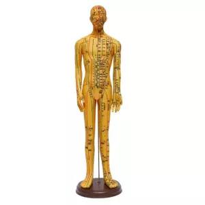 한의원 인체모형 포인트 전신 진료용 의학교육 뜸치료 여성 한의학 마사지