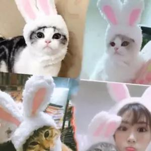(올핀)토끼귀모자 강아지 고양이 애완용 악세서리
