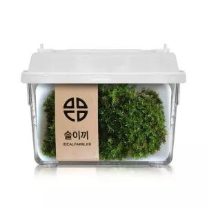 솔이끼 관찰 실험 키트 모사리움 테라리움 비바리움 팔루다리움 분경 식물 자연 과학 공기 정