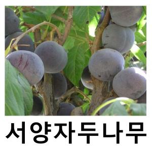 서양자두나무 묘목 푸룬 슈가 접목1년 3주묶음