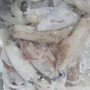 국내산 생물 한치 1kg