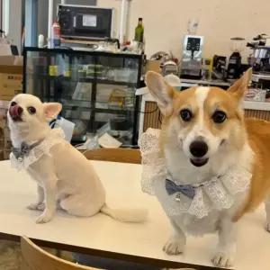 스카프 고양이 케이프 강아지 블루 레이스 턱받이 M