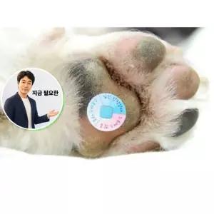 지금 필요한 4ea 고양이 스트레스측정패치 강아