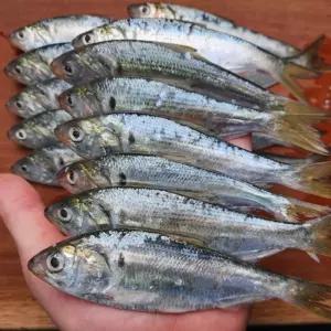 국내산 급냉 전어 500g (15미내외) 1kg 냉동전어 제철급냉 (미당10-15cm)