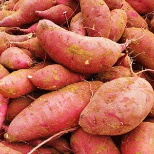 ★햇고구마★해남 산지직송 밤고구마(진율미) 3kg/5kg/10kg