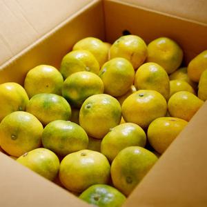 [9.20일 출하시작] 대한민국 제주도 귤 극조생 노지귤 3kg 5kg 9kg (K-Fruit)