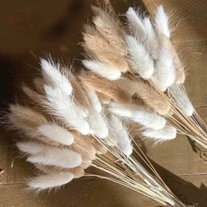 60pcs 말린 꽃 토끼 토끼 꼬리 잔디 믹스 부케 웨딩 파티 장식 자연 푹신한 Lagurus Ovatus Boho 홈 장식
