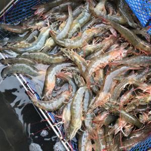 (신선집중/12%+남도장터10%) 산지직송 신안 흰다리새우1kg 30~40미 내외