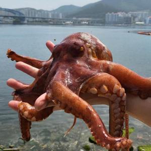 여수 활 돌문어 1kg 1-4미 여수 돌문어 여수 문어 택배 활문어 생문어 남해
