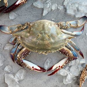 [맛군]서해안 활 숫꽃게 2kg (kg당 3-5미내외) 빙장포장