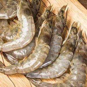 [통영수산물시장] 국내산 제철 활 흰다리새우 1kg 33미내외