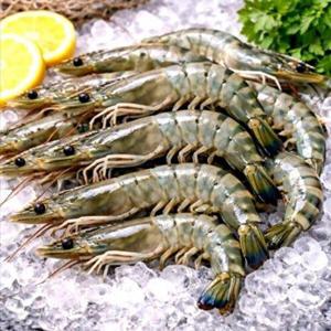 [에스케이스토아]급냉 자연산 대하 500g 4세트