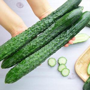 국내산 가시오이 5kg