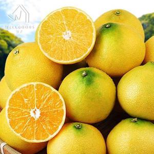 갤러리아_[웰굿] 산지직송 제주 달콤한 황금향 2.5kg(13-20과,소과)