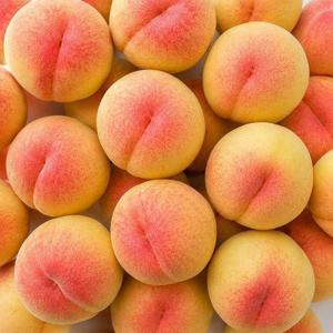갤러리아_아삭달콤한 고당도 말랑 딱딱이 털복숭아 2kg 중과 10-11과 내외
