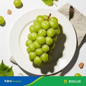 [농할 국내산][월항농협] 고당도 샤인머스켓 16~17Brix 이상 당도선별 특품/상품 2kg
