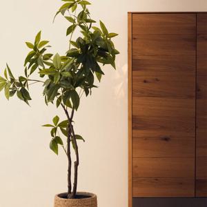 PACHIRA 파키라 조화 180cm