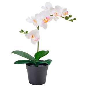 난초 화이트 조화꽃 생화같은 페이카 (화분지름:9cm)