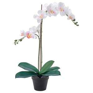 난초 화이트 조화꽃 생화같은 페이카 (화분지름:12cm)