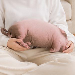 리얼 돼지 애착인형 킹받는 대형인형 침대쿠션 쓸데없는 웃긴 선물