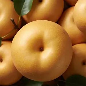 s국내산 햇 배 10kg 가정용 달콤 아삭 꼼꼼한 선별 흠과