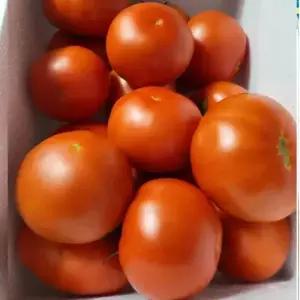 찰토마토5kg/10kg/(소과 알적은토마토입니다) 국내산/