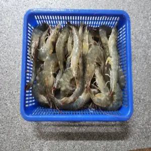 냉동 아니고 씨알좋은 흰다리새우 1kg 35마리 내외
