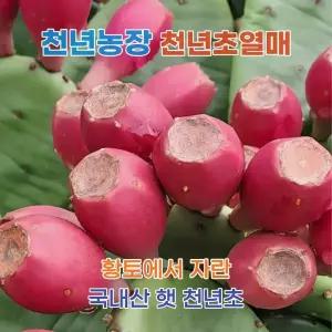 2026년 햇 천년초 열매 10kg 아이스박스포장 바로수확해서발송