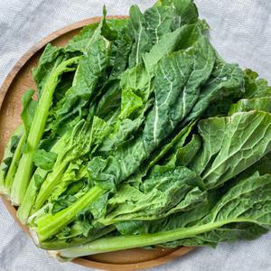 여수 돌산갓 생갓 3kg 5kg 10kg