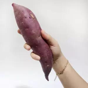 해남 꿀 고구마 10kg 왕대(300g이상)